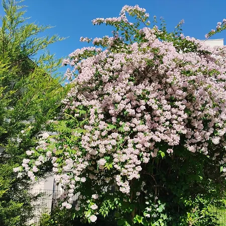 Am Festspielhaus Appartementhaus Dr Vetter 公寓